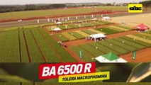 ABC Rural Trigo nacional adaptado a lo que el productor pide