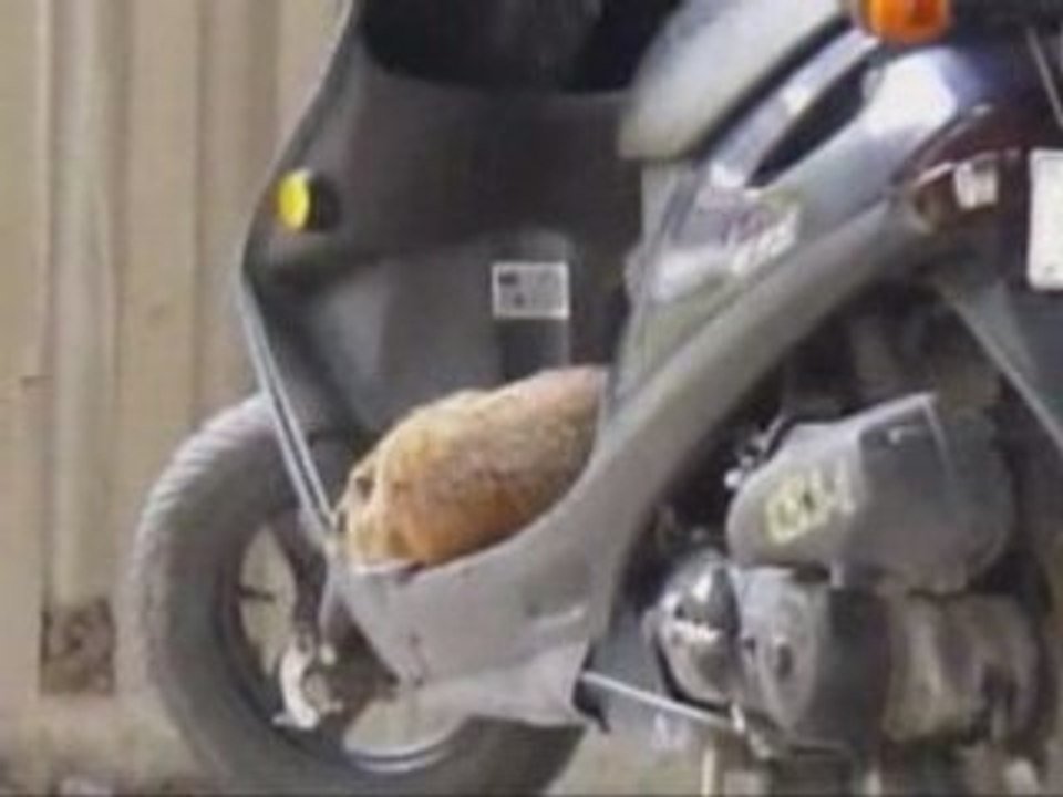 Marmotte scooter-2