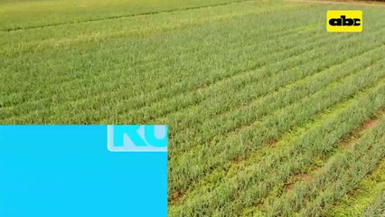 ABC Rural: En jornada de campo de cebolla destacan uso de tecnología