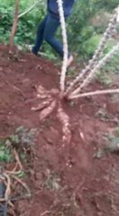 Cosechan mandioca de 63 kilos