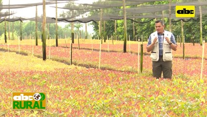 ABC Rural: Certificación de Soja Responsable como oportunidad de negocios