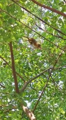 Karaja causa zozobra en un barrio de San Antonio