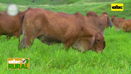 ABC Rural: Genesur importará semen de Brahman Red y Gris de Colombia