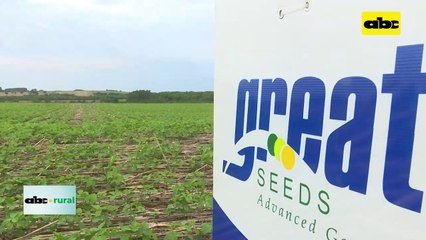 Buen desarrollo de soja tempranera Great Seeds