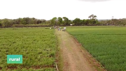 Una Variedad De Cebolla Que Productores Y Amas De Casa Buscan