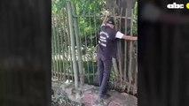Así Quedó  El Lugar Donde Se Robaron Parte Del Enrejado Del Botánico De Asunción