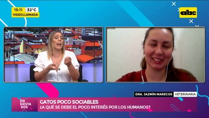 Gatos pocos sociables, ¿A qué se debe el poco interés por los humanos?