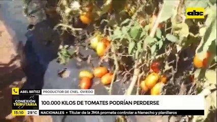 Tomates en crisis, unos 100.000 kilos podrían perderse