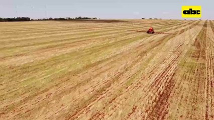 Identificación De Complejo De Plagas Que Atacan A La Soja