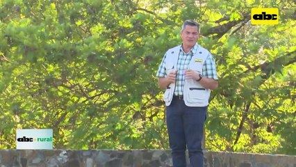 Nuevas variedades de soja Great Seeds