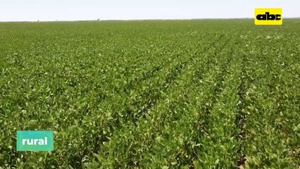 Recuperación De Suelo En Campos Bajos Y Producción De Soja