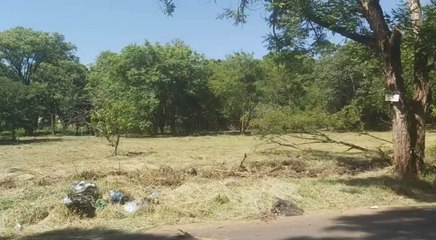 Arrasaron contra añejos árboles protegidos en propiedad “ganada” en aparente juicio trucho