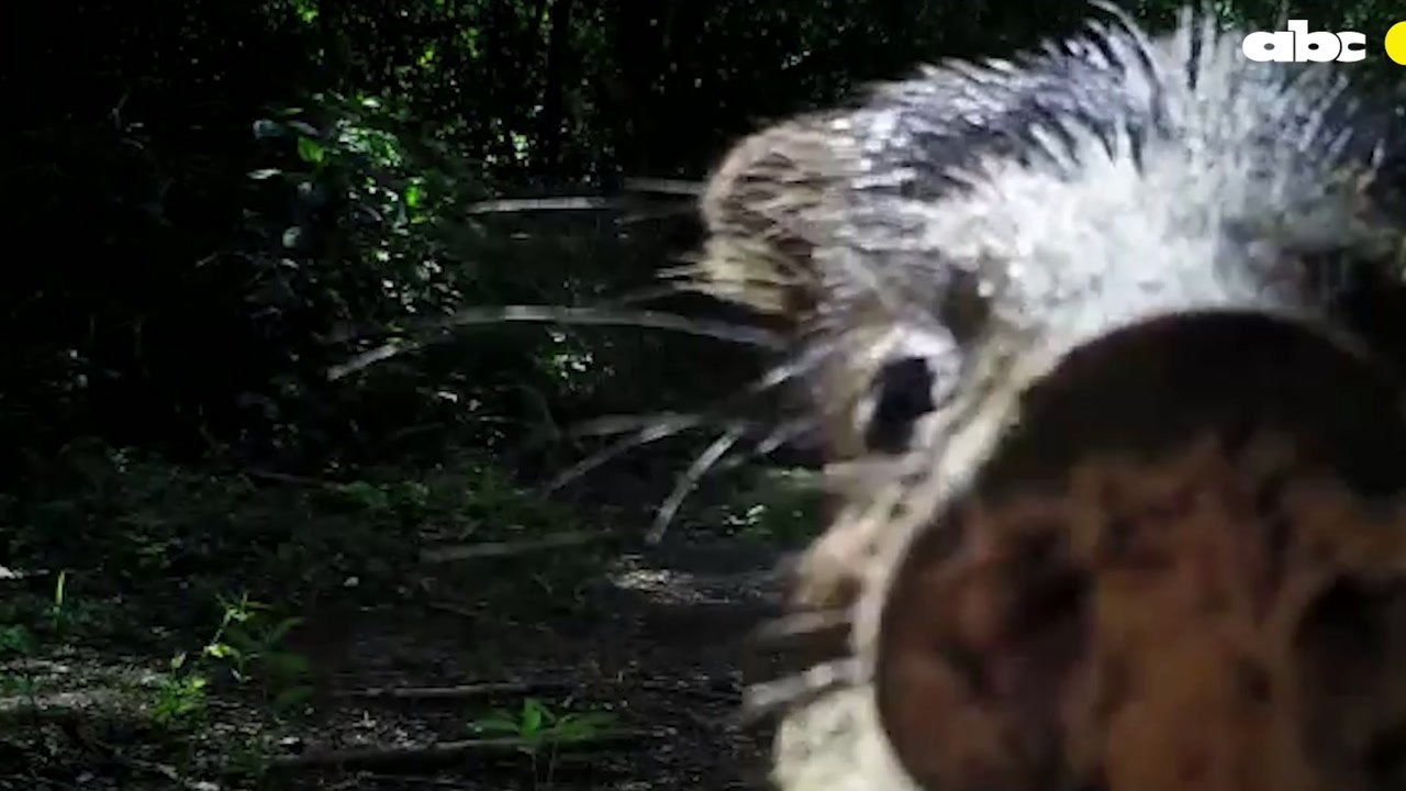 Fauna Del Parque Nacional San Luis