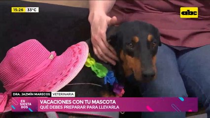 ¿Querés ir de vacaciones con tu mascota? ¡Aquí te contamos lo que necesitas!