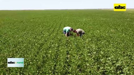ABC RURAL: Uso de biológicos en combinación para todo tipo de suelos