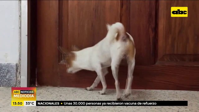 Perros y gatos dicen no a la pirotecnia