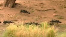 Tense situation: a pack of stray dogs chased and surrounded a baboon