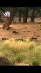 Tense situation: a pack of stray dogs chased and surrounded a baboon