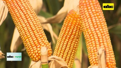 ABC RURAL: Presentaron portafolio renovado en híbridos de maíz Pionner