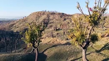 Aralık ayını Mart ayı sandılar... Tüm bahçeler yeşerdi, vatandaş neye uğradığını şaşırdı!