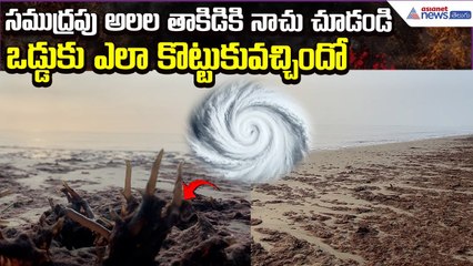 Ditwah Effect: సముద్రపు అలల తాకిడికి నాచు చూడండి ఒడ్డుకు ఎలా కొట్టుకువచ్చిందో| Asianet News Telugu