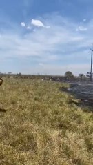 Incendios forestales: predios quemados y animales muertos en Misiones