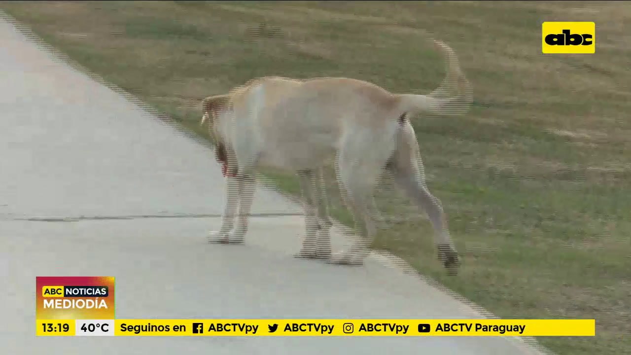 ¡Cuidado con los más mimados de la casa! Las mascotas pueden sufrir golpes de calor