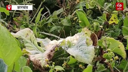 ठंड में भी किसानों के छूटने लगे पसीने, फसलों का हो रहा नुकसान