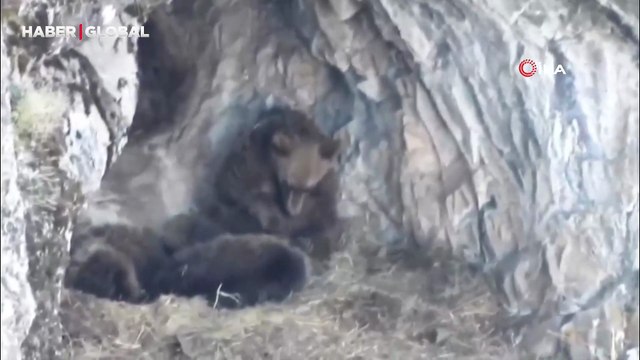 Ayı ailesi kış uykusuna yatmadan bir dakika önce bunu yaptı