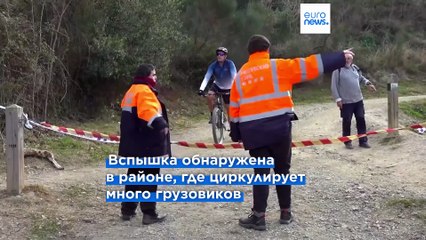 ЕС направляет ветеринаров в Каталонию, чтобы остановить вспышку африканской чумы свиней в Кольсероле