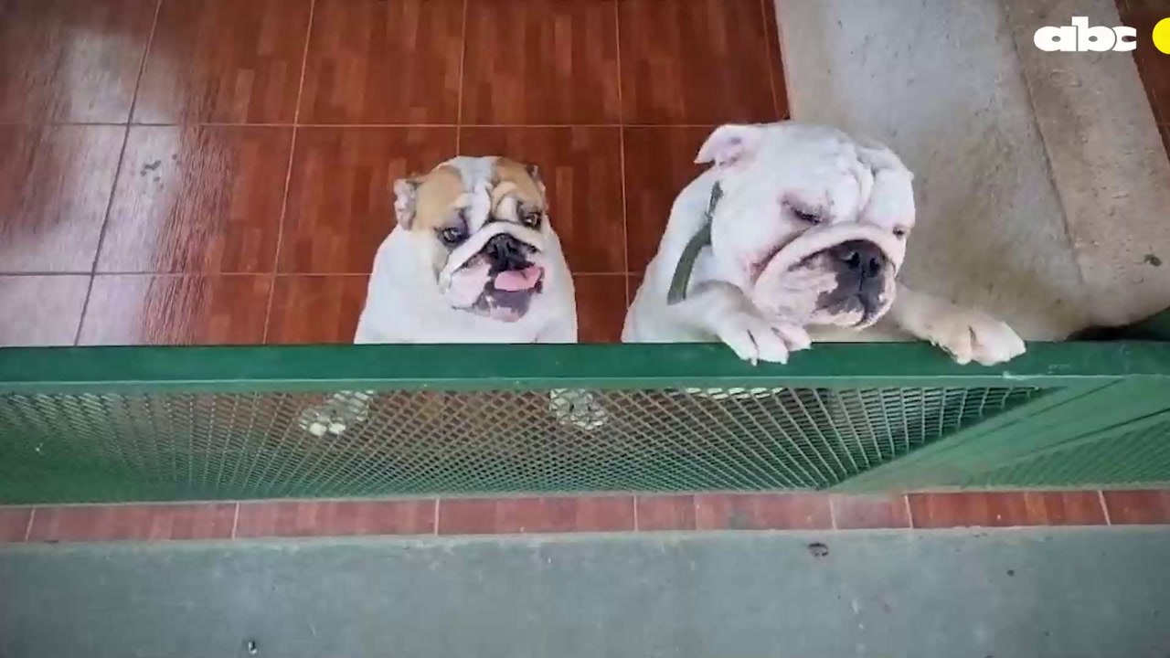 Narco Animales