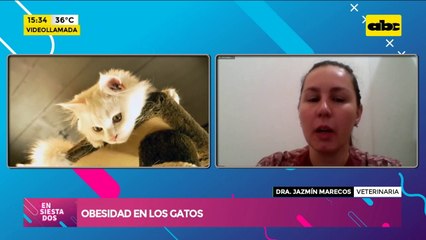 Peligros de la obesidad en los gatos
