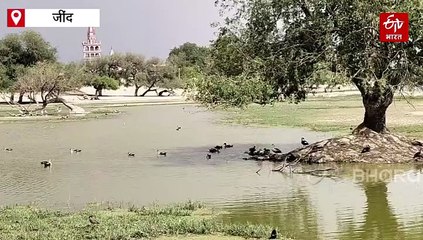 जींद के कालवन में लगा 2 हजार से अधिक विदेशी पक्षियों का जमावड़ा, 45 विदेशी प्रजातियों की गूंज रही चहचहाहट