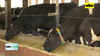 Orégano en vacas para mitigar gases de efecto invernadero
