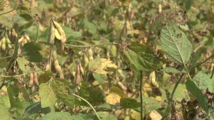 Argentina Eleva Impuestos