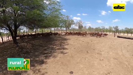 Destete precoz de ternero en el Chaco ante sequía