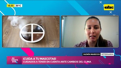 Cuidados de mascotas ante cambios climáticos