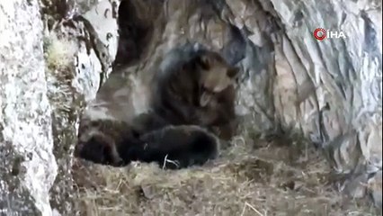 Dağcının kamerasına takıldı! Ayı ailesinin kış hazırlığı böyle görüntülendi