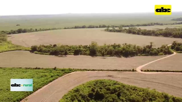 Comportamiento del sorgo gigante boliviano en sequia