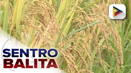 Farmgate price ng lokal na palay, tumaas pa ayon sa DAR