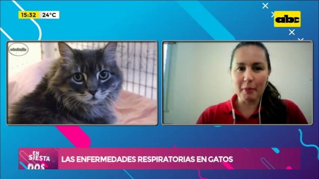 Las enfermedades respiratorios en gatos