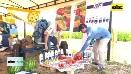 Tomates híbridos con características técnicas y productivas