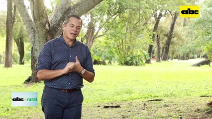 Trigo Sarraseno para cobertura de suelo, apicultura y semilla