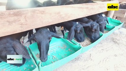 Video: resultados de cría de ovinos en sistema silvopastoril