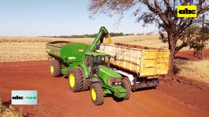 Video: maíz con menor ingreso por exportación a julio de 2023