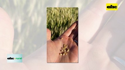 Video: se confirman grandes daños en cultivos de trigo 2023