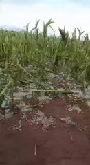 Daño de cultivo en Los Cedrales por temporal