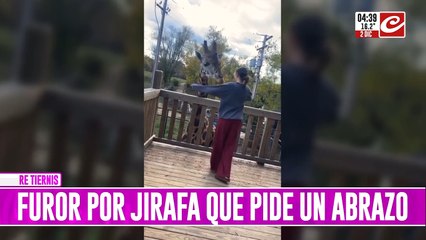 Furor por la jirafa que le pide abrazos a los turistas. Mirá el video