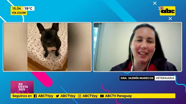 Conocemos la raza Bulldog Francés