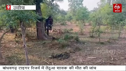 बांधवगढ़ में 6 माह के तेंदुए का शिकार बाघ ने किया या तेंदुए ने? मौके पर दोनों के पगमार्क